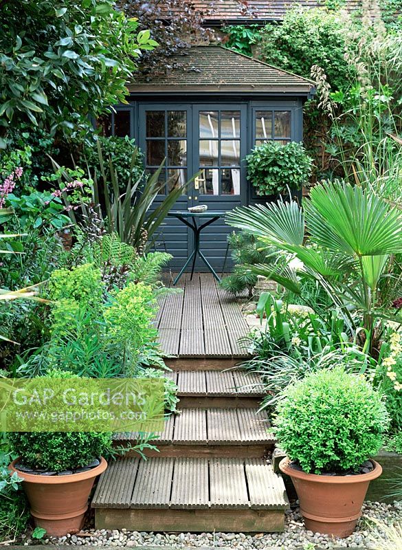 Decking steps leading to painted summerhouse, Buxus sempervirens - Box balls