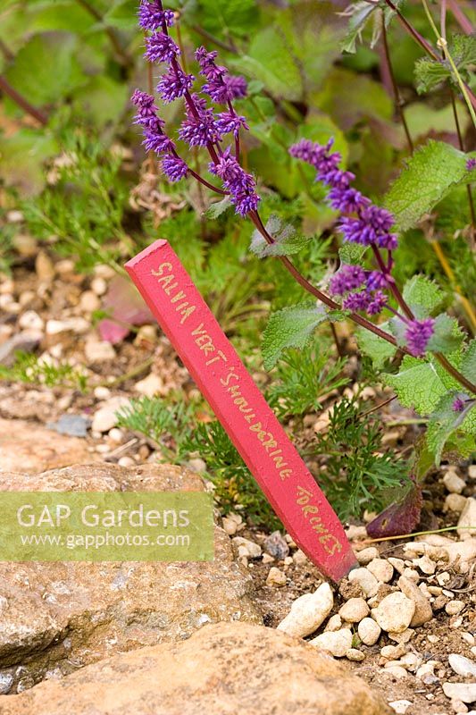 Salvia verticillata 'Smouldering Torches' with wooden plant label painted red with gold lettering