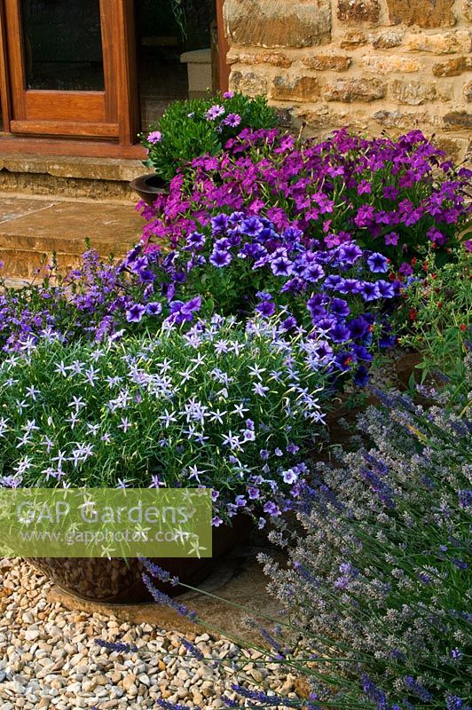 Containers beside the barn planted with Petunia 'Frenzy blue vein', Nicotiana and Isotoma fluviatilis 'Blue Star Creeper' 