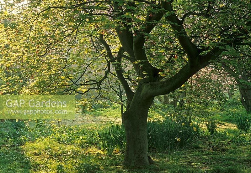 Infomal Spring garden with Acer - Maple 