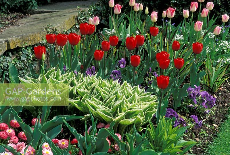 Border with Hosta, Tulipa 'Garden Party'  and Tulipa 'Prominence' - Chenies Manor, Bucks