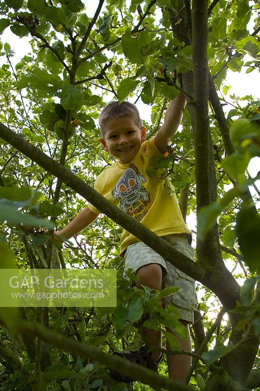 Young boy climbing tree