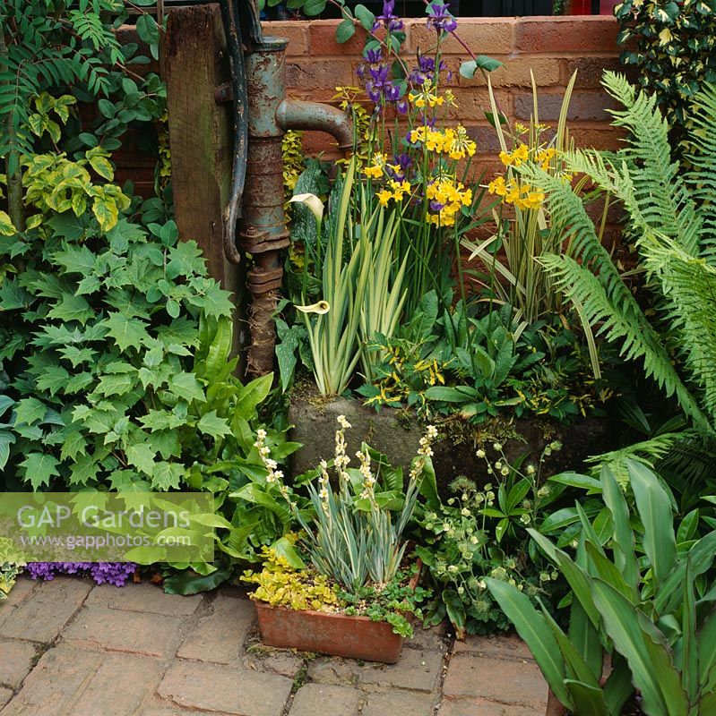 Old pump water feature surrounded by Zantedeschias, Irises, Primula bulleyana and ferns