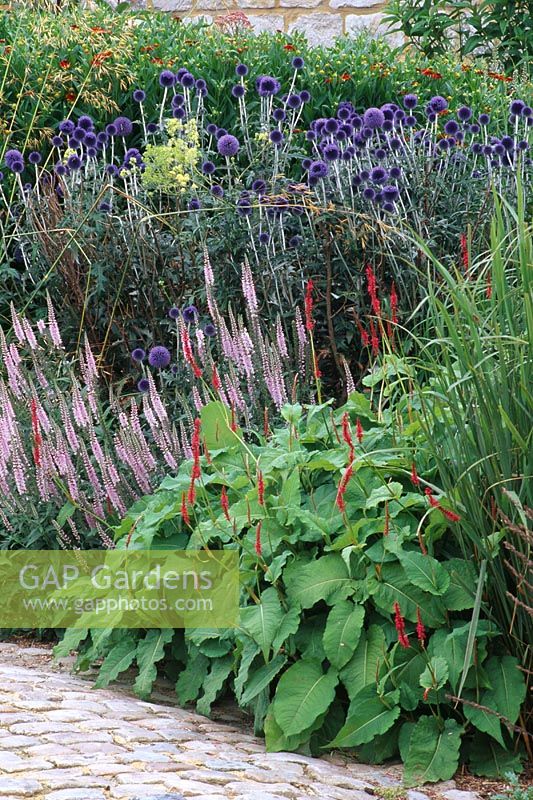 Summer border with Echinops 'Veitch's Blue', Veronica 'Pink Damask' and Persicaria amplexicaulis 'Firedance'