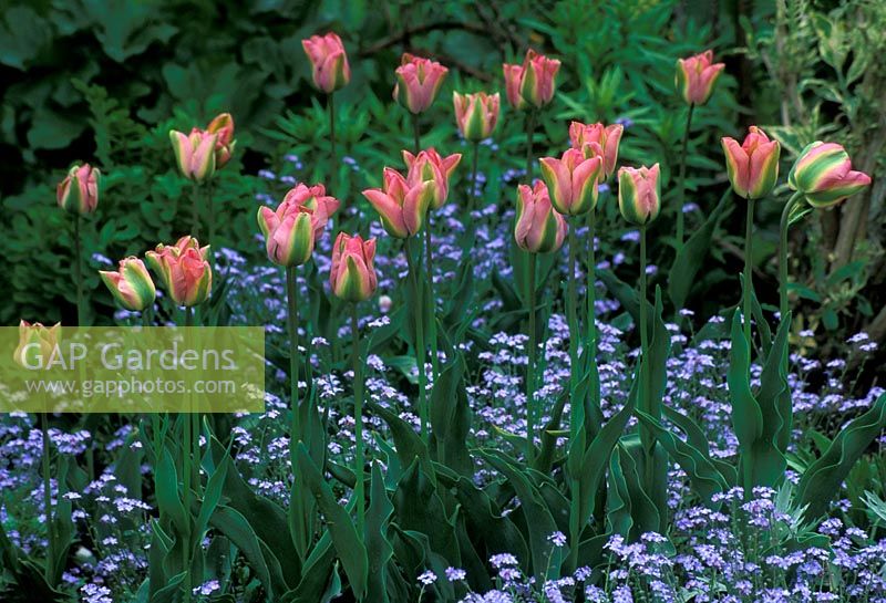 Tulipa palestrina - Tulips and Myosotis sylvatica - Forget Me Nots in April