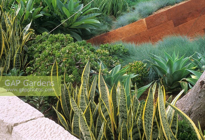 Modern garden with angular raised beds with Festuca glauca, Agave, Crassula and Sansevieria 