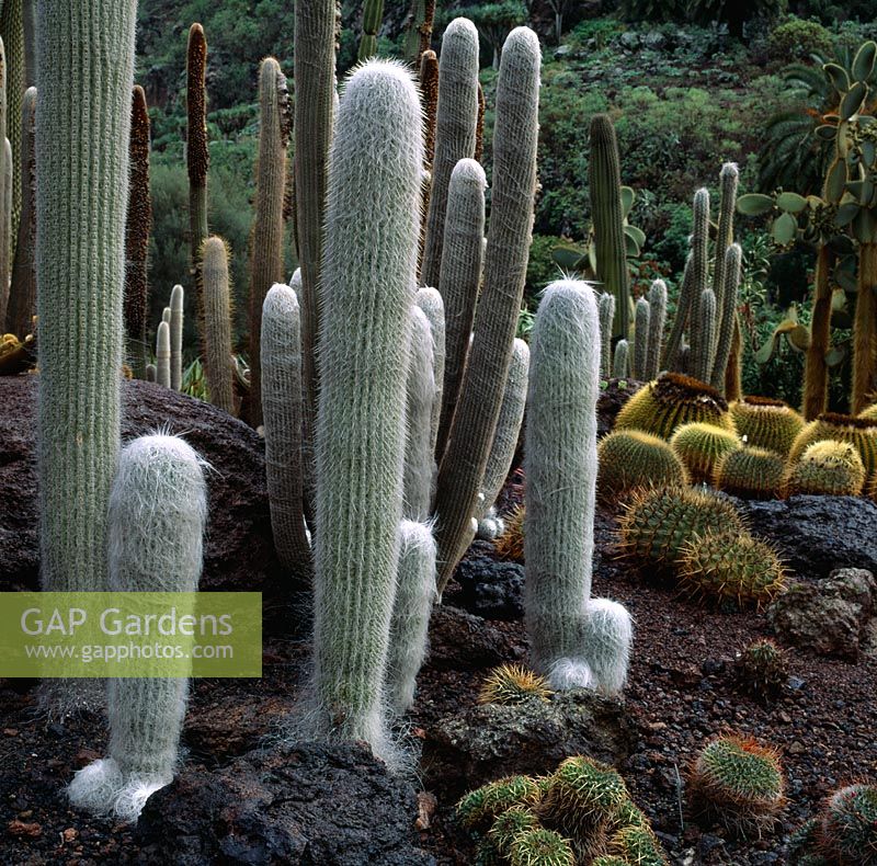 Cephalocereus senilis - old-man cactus on left and Echinocactus grusonii - golden barrel cactus on right
