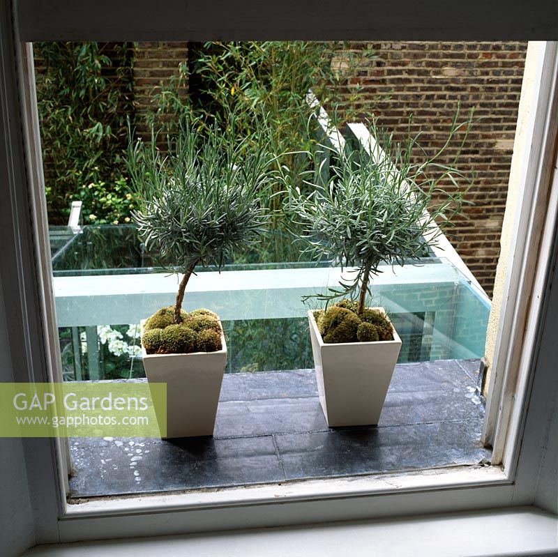 Tiny standard lavender bushes grow in square containers on leaded window sill in designer Stephen Woodhams' own garden