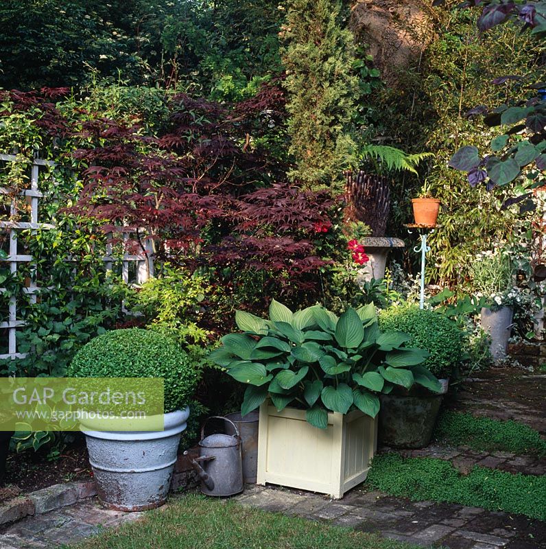 Small town garden with box balls and Hosta sieboldiana in containers with Acer palmatum 'Bloodgood' and Dicksonia antarctica behind