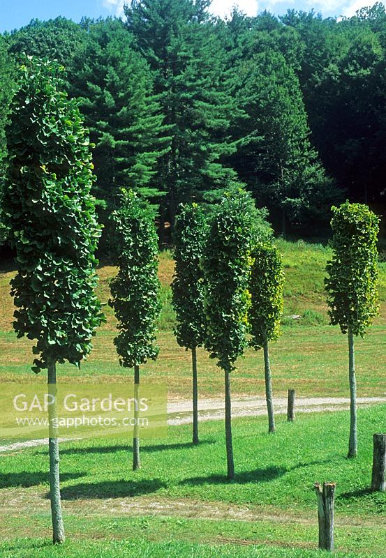 Ginkgo biloba 'Princeton Sentry' - Maidenhair tree