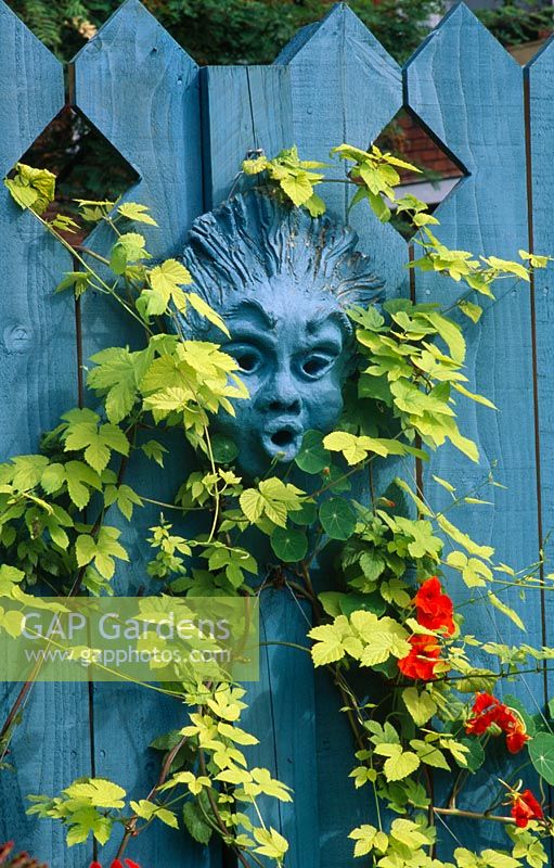 Head painted blue to match the fence, surrounded by Humulus lupulus and Tropaeolum