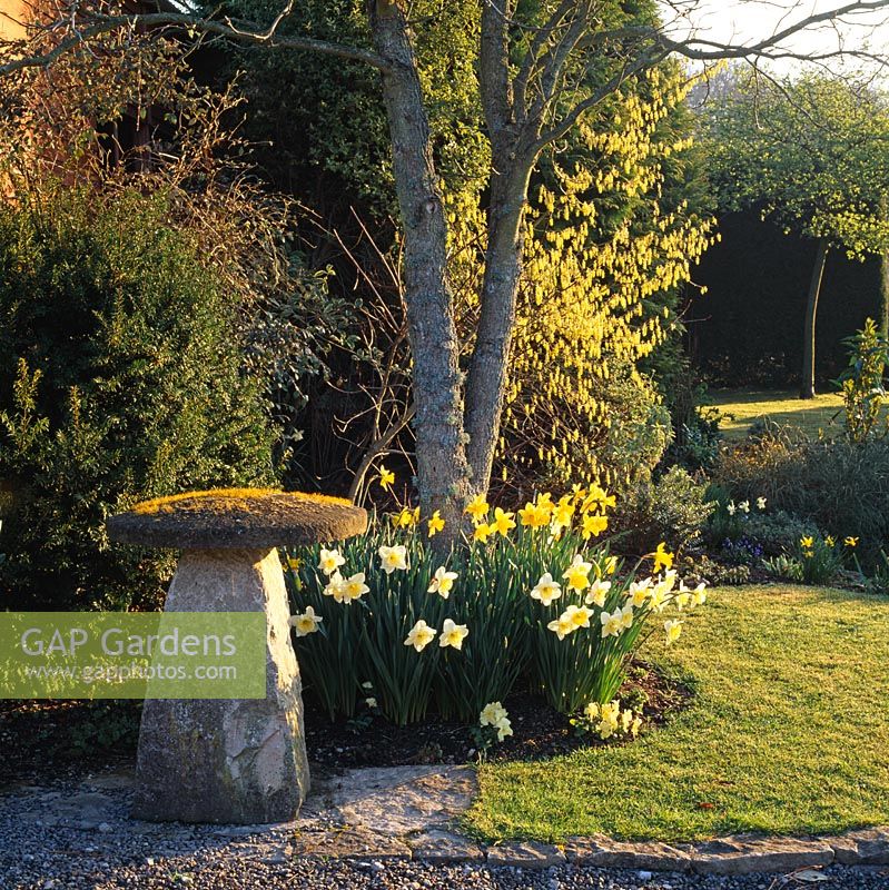 Narcissus 'Ice Follies' and Corylopsis willmottiae beside a staddle stone at Chiffchaffs Garden, Dorset