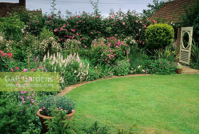 Lawn edged with brick edging forming edge between grass and border. Summer bed planted with roses, Lupinus, topiary conifer, Geranium and standard roses, container of Dianthus - Barnards, Essex 
