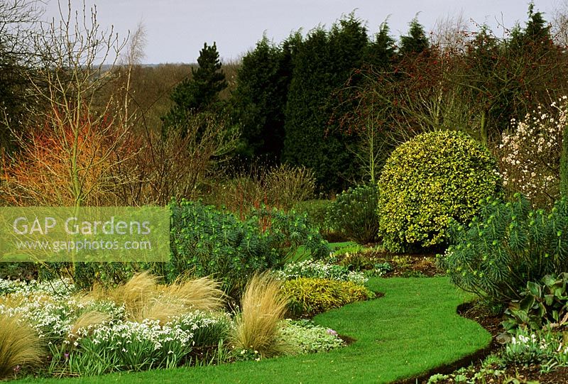Winter border with Galanthus alpinus  'Atkinsii', Euphorbia and Cornus  'Midwinter Fire' at Glen Chantry, Essex 