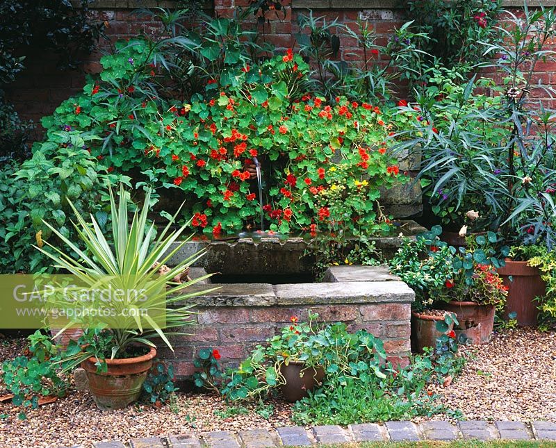 Water feature with trough planted with Solanum lainiatum and Tropaeolum 'Hermine Gasshoff' - Nasturtium