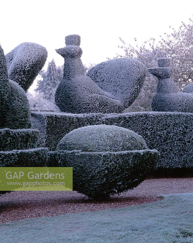 Frosted topiary hedges with Peacocks in winter