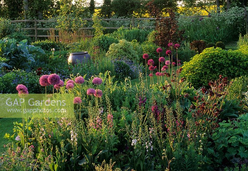 Wide borders in late spring including Alliums and Myosotis - Pannells Ash Farm West, Essex