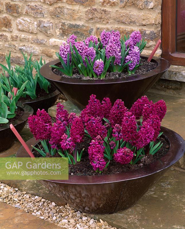 Copper containers on steps in spring planted with Hyacinthus 'Purple Passion' and Hyacinthus 'Woodstock'