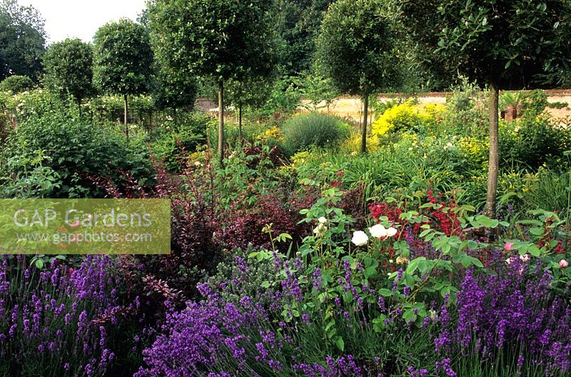 Country garden with mixed border with Lavandula, Rosa and Berberis under row of Quercus ilex. 