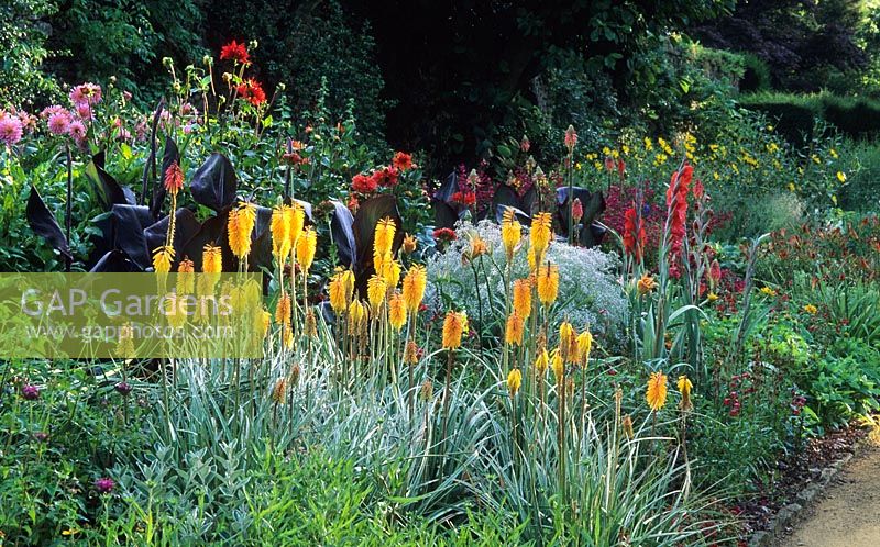 Hot colour border with Kniphofia uvaria at Munstead Wood in Surrey. 