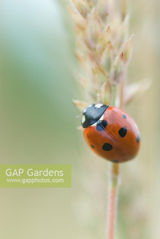 Seven spot Ladybird  - Coccinella septempunctata on grass seed head in July