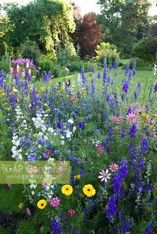 Annuals border with Cosmos, Consolida - Larkspur, Calendula - Marigold, Centaurea - Cornflowers in July