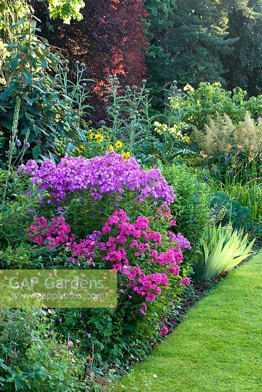 Summer border with Phlox paniculata in July