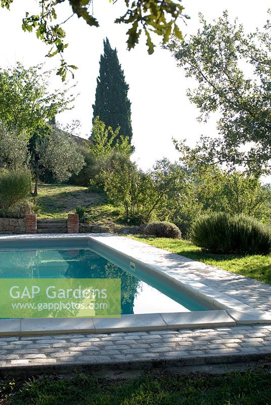 Swimming pool in the garden of an old Tuscan farmhouse with Olive and Cypress trees. September