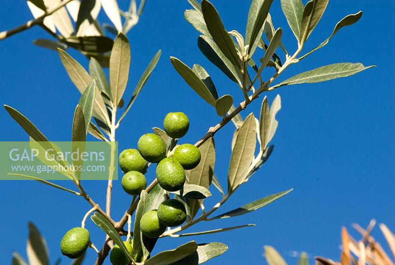 Olea europaea - Olive tree with ripening olives. Italy,Tuscany in September