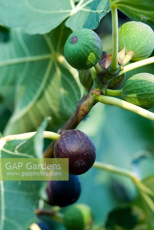 Ficus carica - Figs in Tuscany, Italy