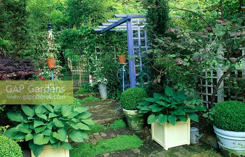 Small town garden wit painted pergola and versailles tubs with Hosta sieboldiana in foreground