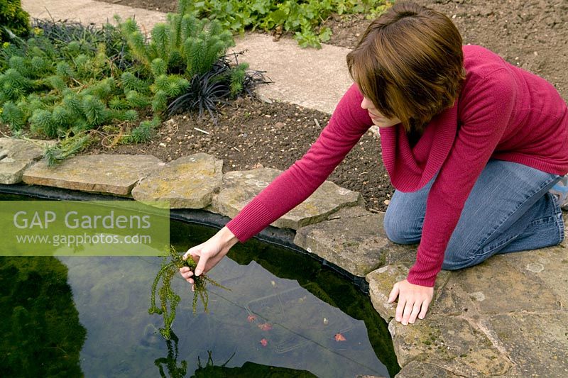 Woman adding oxygenating plants to pond - Elodea crispa