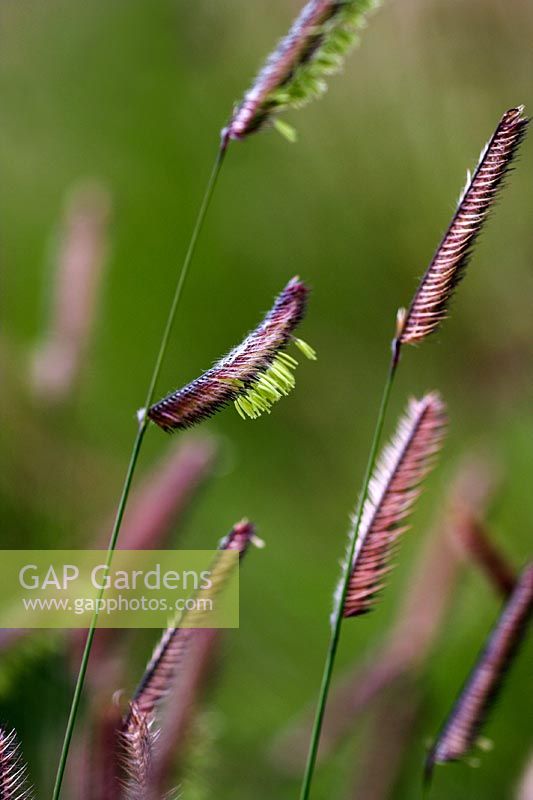 Bouteloua gracilis - Mosquito Grass