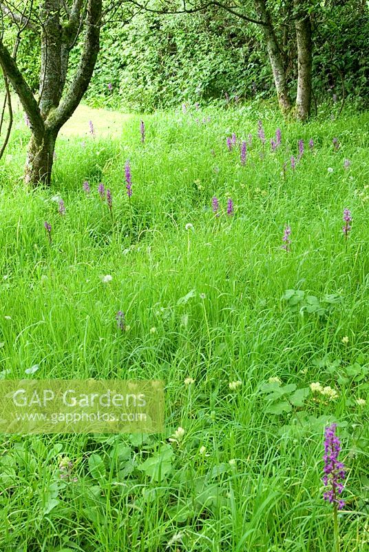 Meadow in orchard grass dotted with orchids at Hidden Valley Nursery, Old South Heale, High Bickington, north Devon, UK