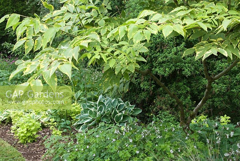 Border with Aralia elata 'Aureovariegata' underplanted with variegated Hostas, clumps of Tanacetum -Golden Feverfew, Trilliums and Symphytum - Comfrey at Hidden Valley Nursery, Old South Heale, High Bickington, north Devon, UK