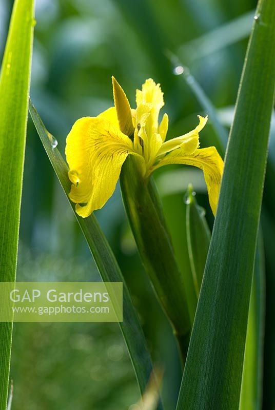 Iris pseudacorus - Flag iris
