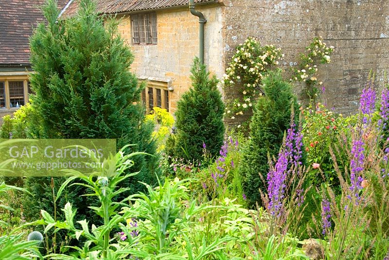 Terrace garden with young Chamaecyparis lawsoniana 'Fletcheri', Linaria and Eryngiums at East Lambrook Manor Gardens, South Petherton, Ilminster, Somerset