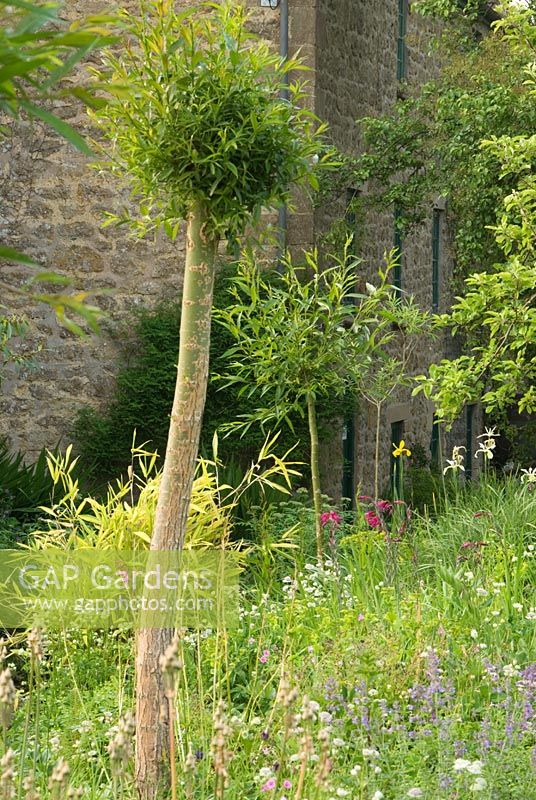 Pollarded Salix - Willows at East Lambrook Manor Gardens, South Petherton, Ilminster, Somerset