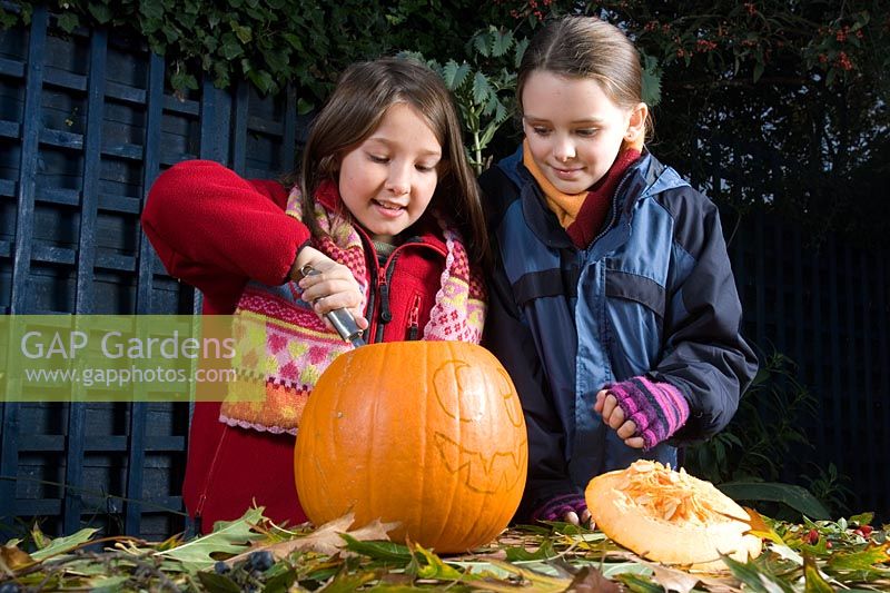 Girls scooping seeds from pumpkin, sequence of making Halloween lantern