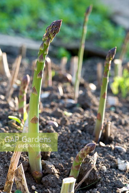 Asparagus growing in an organic vegetable garden in May
