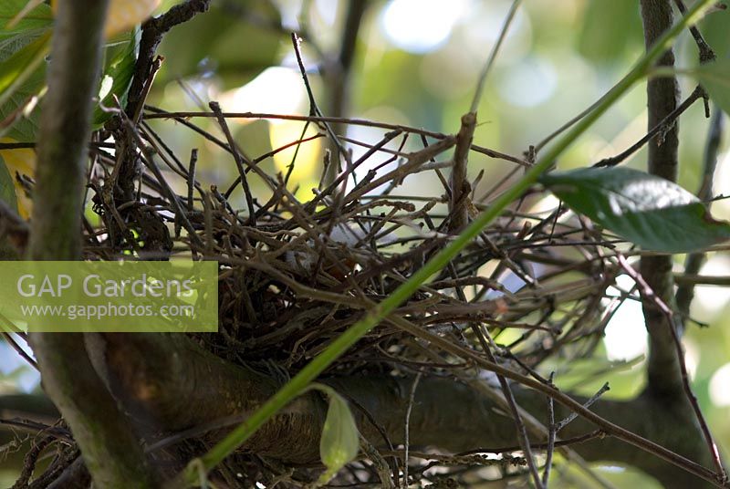 Nest of a Song Thrush in a shrub in a garden