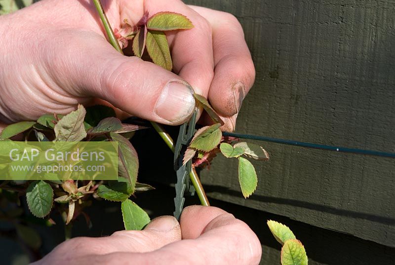 Tying in a climbing rose, Rosa 'Zephirine Drouhin' with a purpose made tie in April
