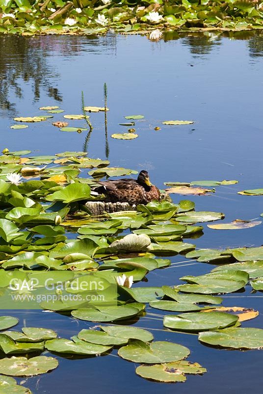 Female Mallard Duck on a large pond with Nymphaea - waterlilies