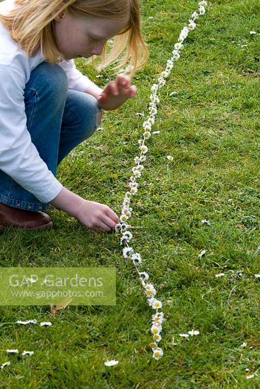 Child with a long daisy chain - Bellis perennis - on the grass in April
