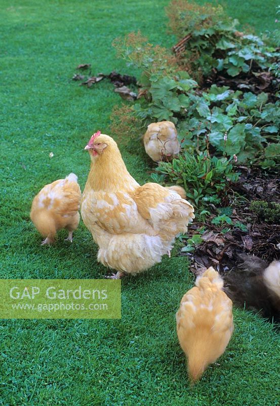 Hen and chicks on lawn in mid August - The Kitchen Garden, Suffolk UK