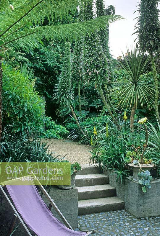 Small town back garden with tropical style planting including Tree Ferns, Echiums and Cordylines - Dublin, Republic of Ireland