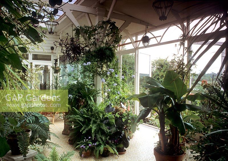 Conservatory with lush planting, Polystichum setiferum, Nephrolepis ealtata, Adiantum raddianum and Asplenium nidus 