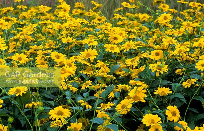 Heliopsis helianthoides subsp scabra 'Light of Loddon'