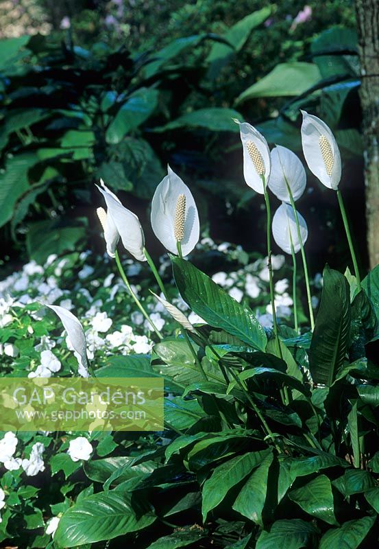 Spathiphyllum mauna loa - Peace Lily  underplanted with white Impatiens - Busy Lizzies