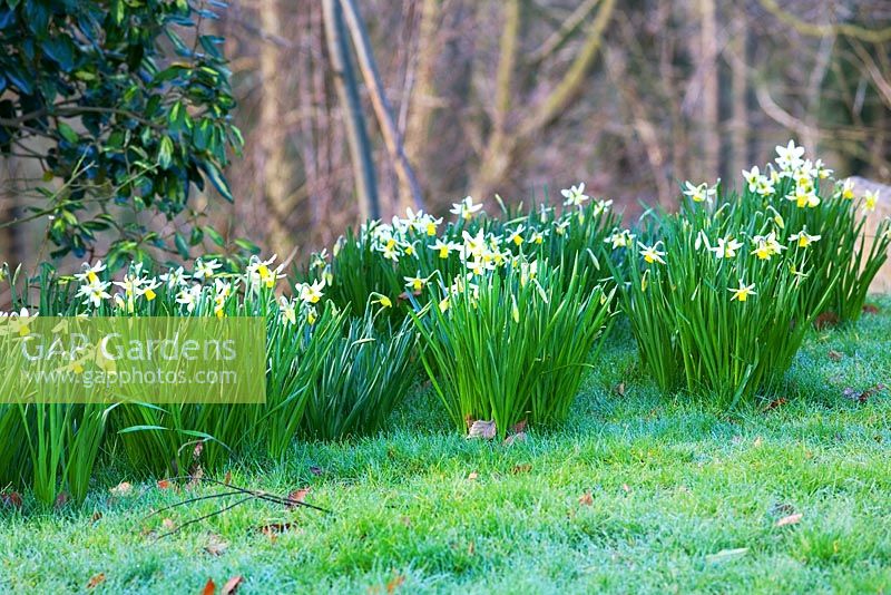 Narcissus 'Jack Snipe' planted in grass